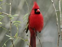 <img200*0:stuff/z/65185/[The%2520Mad%2520Hatter]%2527s%2520Photography/cardinal.jpg>